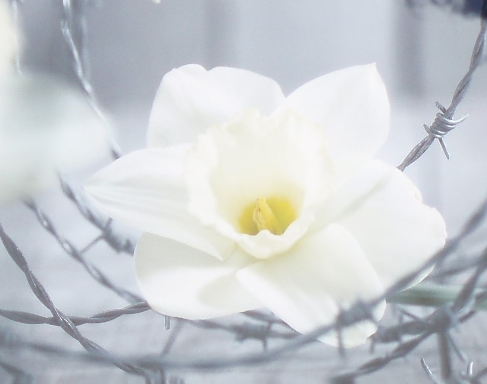 bloem en prikkeldraad